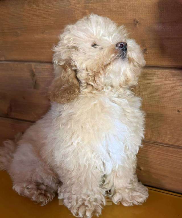 Собаки в Балашихе: Мальчик Мальтипу Мальчик, 60 000 руб. - фото 2