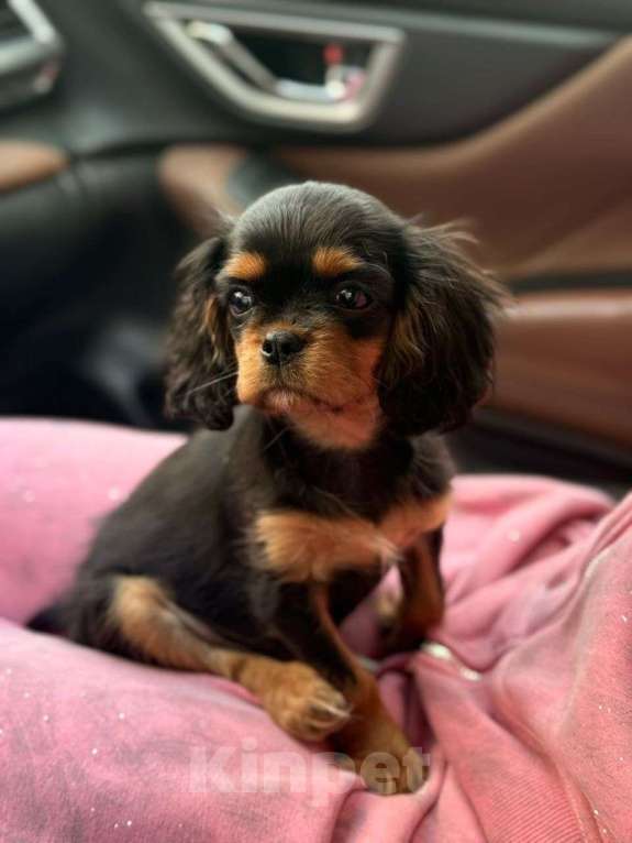 Собаки в Москве: Продается супер красивая девочка Девочка, 110 000 руб. - фото 1