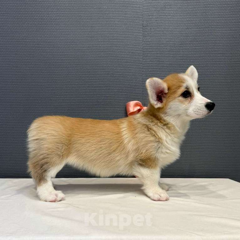 Собаки в Кургане: Щенок вельш корги пемброк, сука Девочка, 50 000 руб. - фото 2