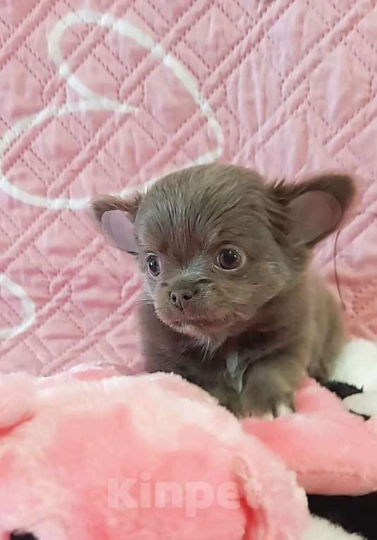 Собаки в Новосибирске: Девочка Чихуахуа Девочка, Бесплатно - фото 1