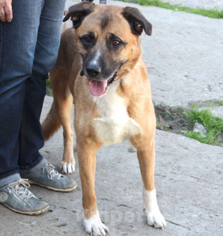 Собаки в Москве: Добраый, ласковый Тоша -собака компаньон очень ждет свою семью! Мальчик, Бесплатно - фото 9