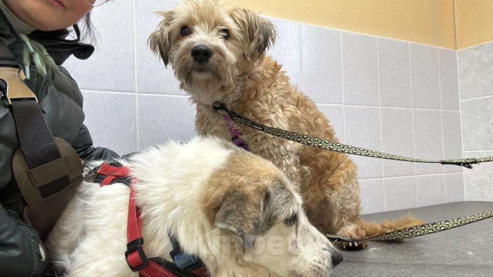 Собаки в Санкт-Петербурге: Собака Тома в добрые руки Девочка, Бесплатно - фото 4