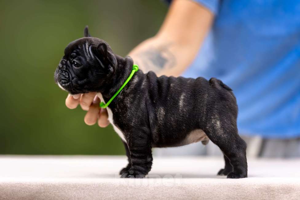 Собаки в Москве: Щенки Французского бульдога Мальчик, Бесплатно - фото 3