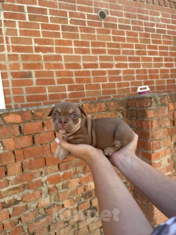 Собаки в Краснодаре: Щенки Американский булли Девочка, Бесплатно - фото 5