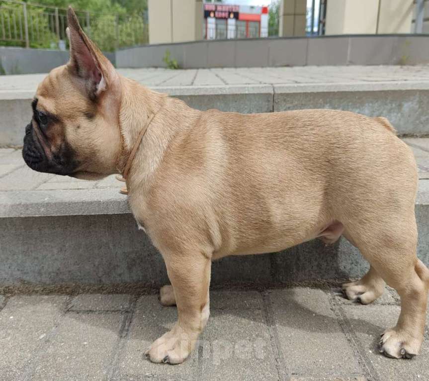 Собаки в Москве: Предлагаются щенки французского бульдога, девочки и мальчики палевого окраса. Дата рождения 05.01.25 Мальчик, 100 000 руб. - фото 2
