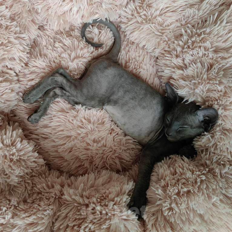 Кошки в Смоленске: Бархатный котенок Мальчик, 35 000 руб. - фото 2