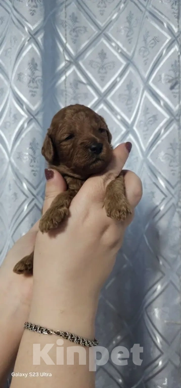 Собаки в Москве: Щенки Карликового пуделя Мальчик, 65 000 руб. - фото 5