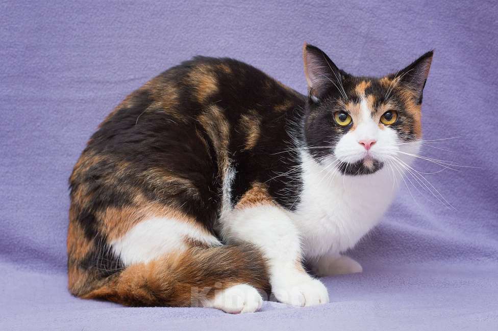 Кошки в Москве: Кошка Шпунька в добрые руки Девочка, Бесплатно - фото 5