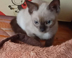 Кошки в Алуште: Бурманские котята Мальчик, 18 000 руб. - фото 1