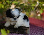 Собаки в Краснодаре: малыши ши - тцу Разнополые, Бесплатно - фото 4