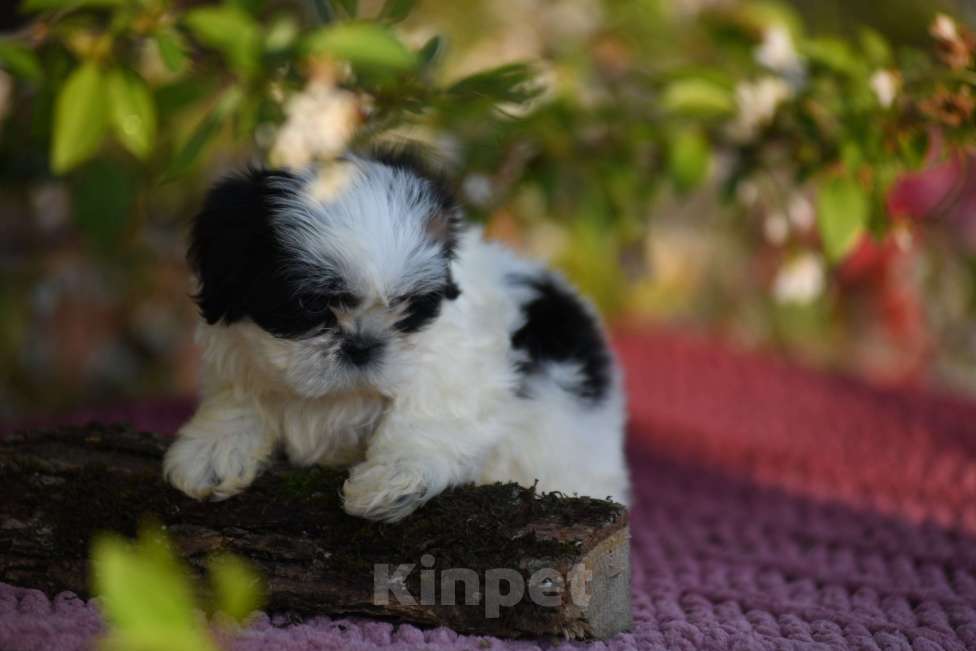 Собаки в Краснодаре: малыши ши - тцу Разнополые, Бесплатно - фото 4