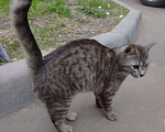 Кошки в Москве: Домашний котенок девочка на улице 🆘️ Срочный поиск дома! Девочка, Бесплатно - фото 1
