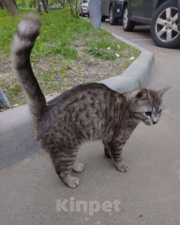 Кошки в Москве: Домашний котенок девочка на улице 🆘️ Срочный поиск дома! Девочка, Бесплатно - фото 1