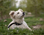 Собаки в Щелково: Снежинка Девочка, Бесплатно - фото 5