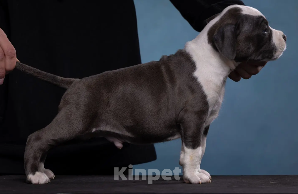 Собаки в Санкт-Петербурге: Продаётся шикарный парень Мальчик, Бесплатно - фото 4