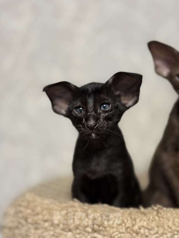 Кошки в Краснодаре: Ориентальный котёнок ! Девочка, Бесплатно - фото 1