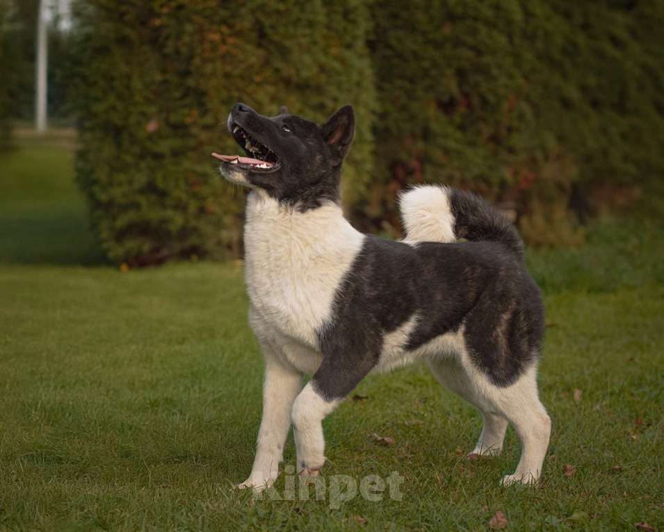 Собаки в Домодедово: Американская Акита  Девочка, 25 000 руб. - фото 2