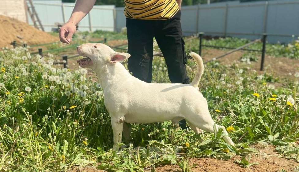 Собаки в Пушкино: крупная девочка стандартного бультерьера (Кися) Девочка, 70 000 руб. - фото 10