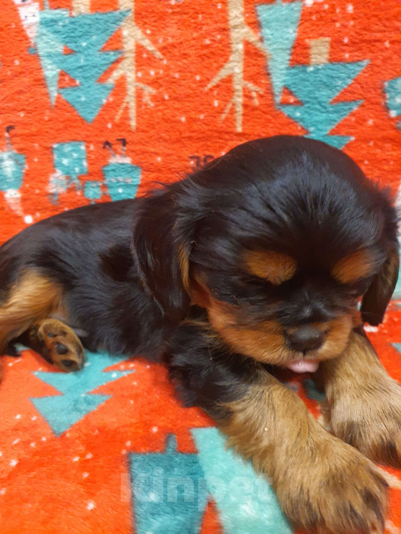 Собаки в других городах Московской области: Очаровательный щенок, ЭЛВИС ХАЙДИ МИН КОСМОС, мальчик, чёрно-подпалый, свободен для бронирования! Мальчик, 60 000 руб. - фото 3