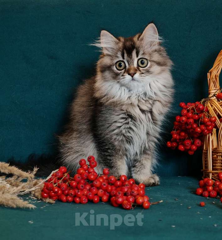 Кошки в Москве: Длинношертсная шотландская кошечка Девочка, 55 000 руб. - фото 4