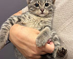Кошки в Москве: Котенок - мальчик ищет дом! Мальчик, Бесплатно - фото 2
