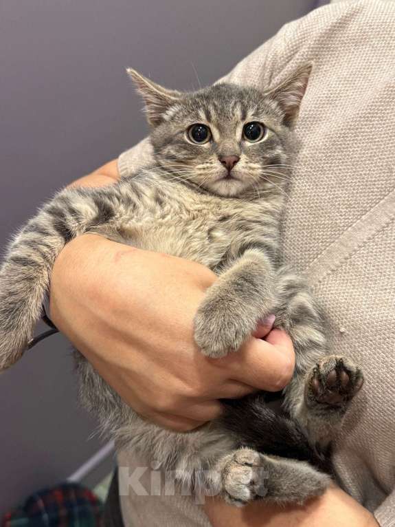 Кошки в Москве: Котенок - мальчик ищет дом! Мальчик, Бесплатно - фото 2
