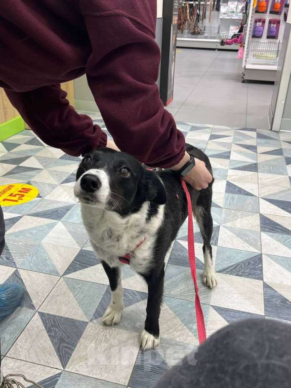 Собаки в Хабаровске: Умная собака Девочка, Бесплатно - фото 2