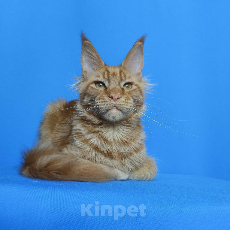 Кошки в Москве: Котёнок Мейн - Кун из питомника Мальчик Мальчик, 60 000 руб. - фото 4