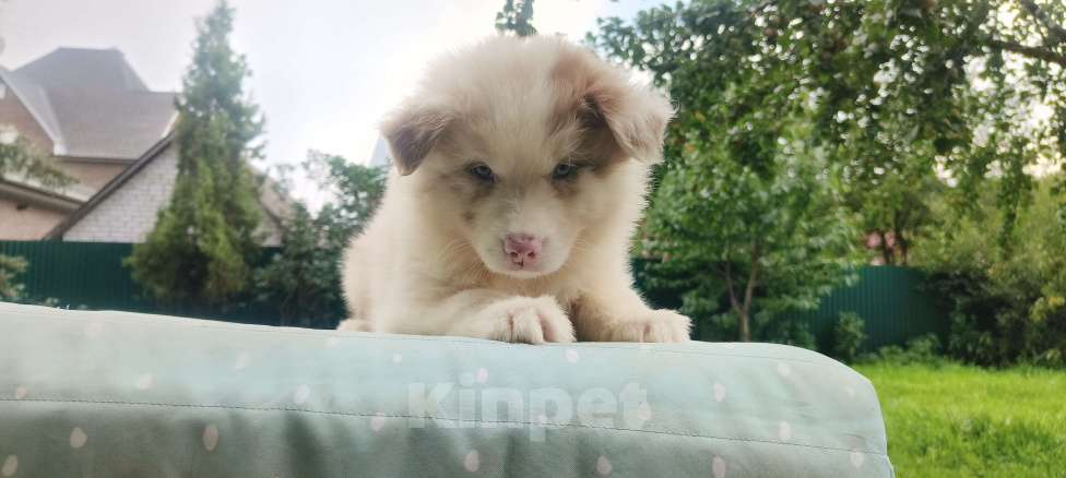 Собаки в Домодедово: Щенок Австралийской овчарки  Девочка, 80 000 руб. - фото 3