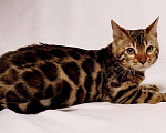 Кошки в Санкт-Петербурге: Бенгальский кот, 20 000 руб. - фото 9