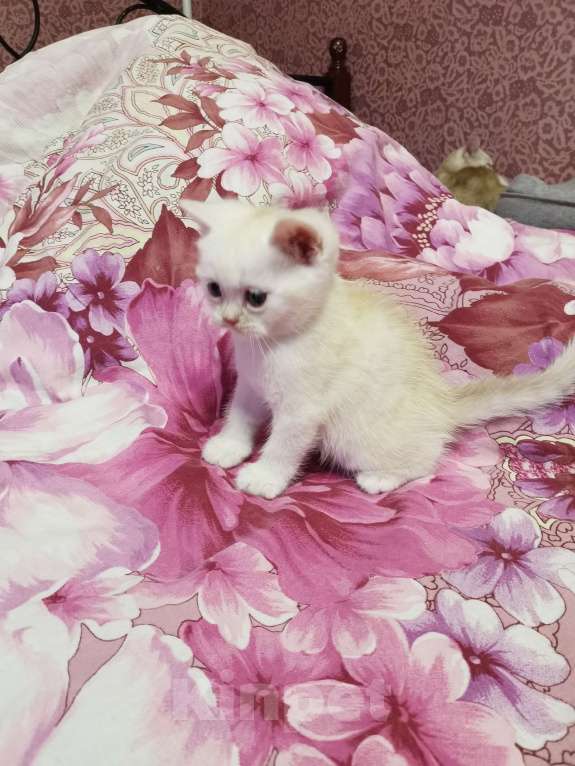 Кошки в Москве: Британские котятки  Мальчик, 15 000 руб. - фото 3