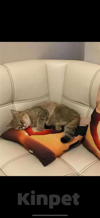 Кошки в Москве: Кошечка в добрые руки Девочка, Бесплатно - фото 2