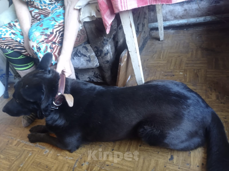 Собаки в других городах Тверской области: Возрастной пес в добрые руки Мальчик, Бесплатно - фото 1
