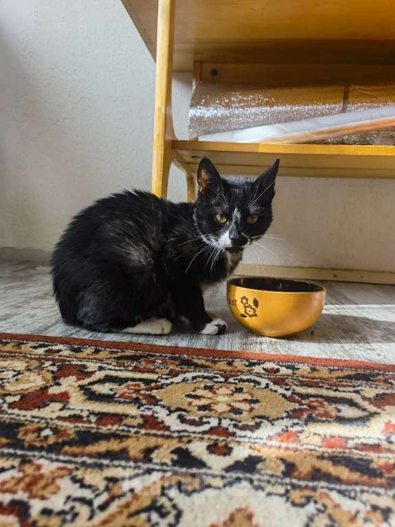 Кошки в Москве: Малыш Ронни пережил столько ужасов и никак не найдет дом Мальчик, Бесплатно - фото 3