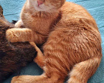 Кошки в Пятигорске: Отдам рыжего котёнка в добрые руки Мальчик, Бесплатно - фото 1
