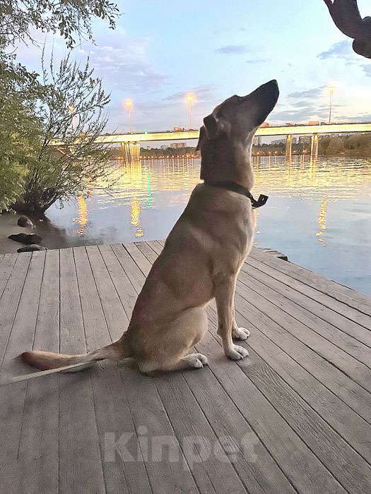 Собаки в Москве: Ваш самый лучший компаньон, домашняя собака Моника в добрые руки Девочка, 10 руб. - фото 10