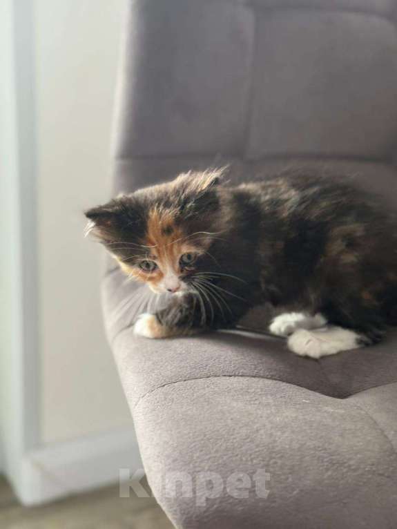 Кошки в других городах Московской области: Трёхцветная кошечка Девочка, Бесплатно - фото 4