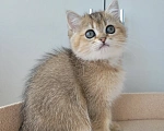 Кошки в Самаре: Британская золотая шиншилла  Девочка, 25 000 руб. - фото 1
