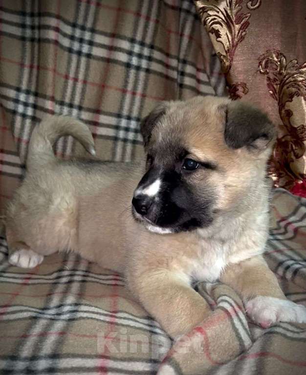 Собаки в Лосином-Петровском: Барри якутенок Мальчик, Бесплатно - фото 4