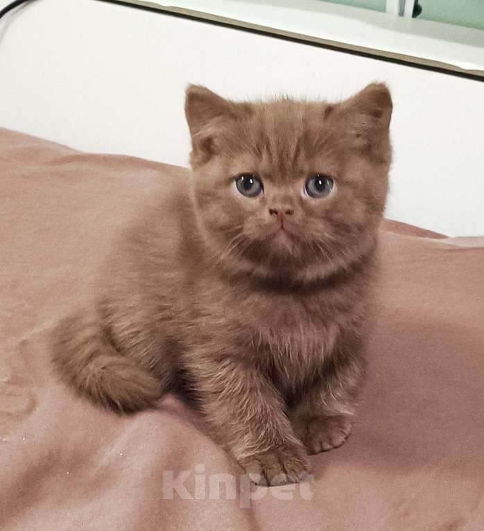 Кошки в Воронеже: Британские котята , окрас циннамон . Литер А - 3 мальчика и 3 девочки Девочка, 200 000 руб. - фото 5