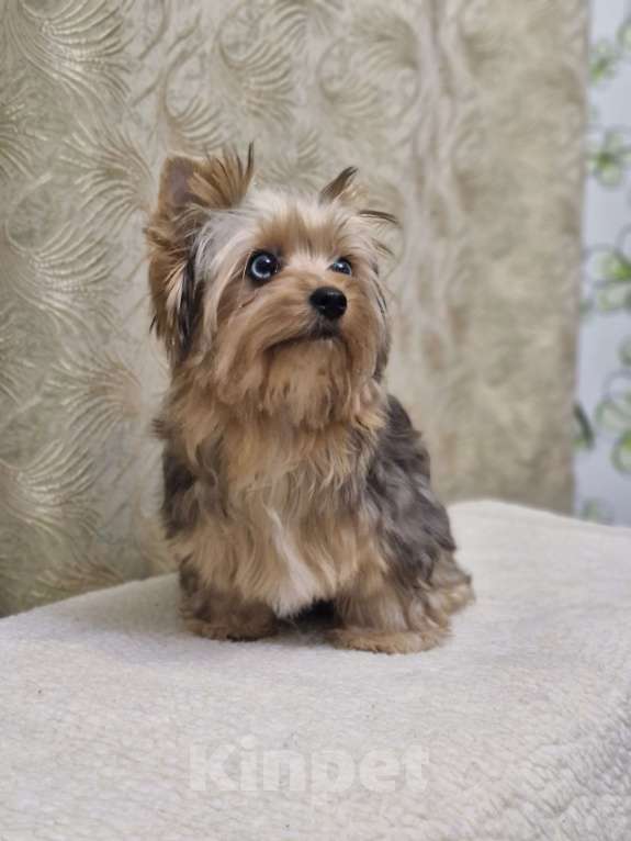 Собаки в Ростове-на-Дону: Голддаст йорк Мальчик, 30 000 руб. - фото 6