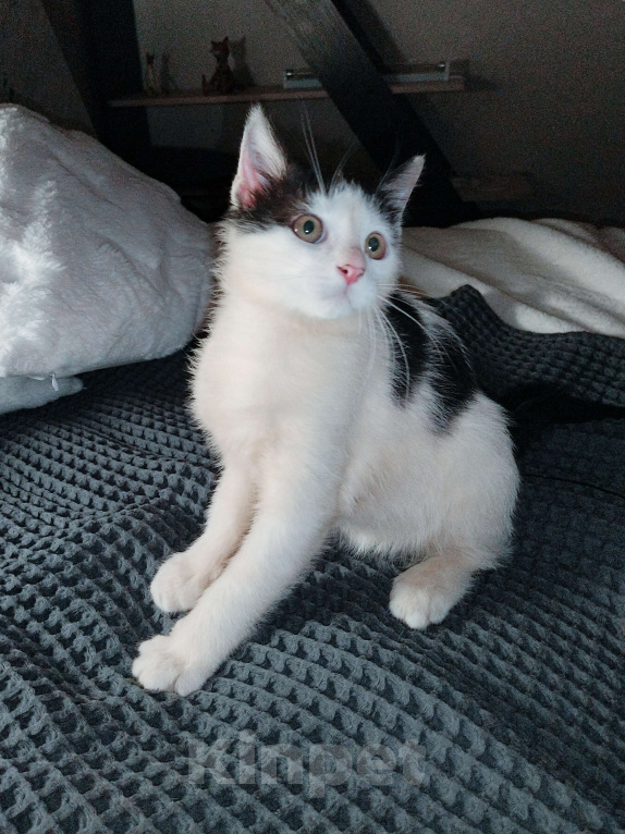 Кошки в других городах Московской области: Малыш Руни в добрые руки Мальчик, Бесплатно - фото 1