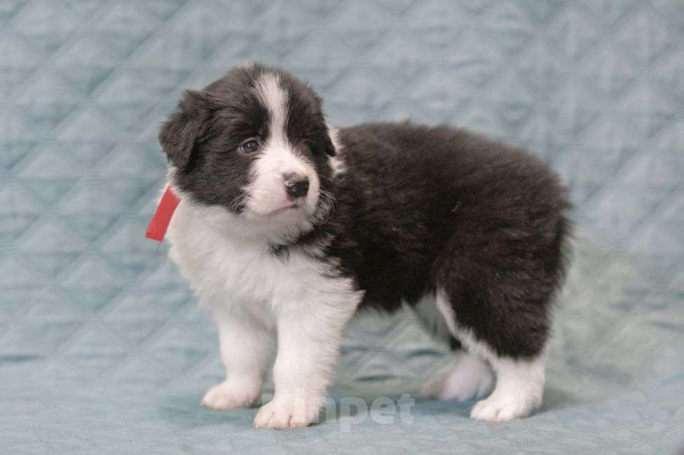 Собаки в Москве: Умнейшая девочка бордер-колли Девочка, Бесплатно - фото 4