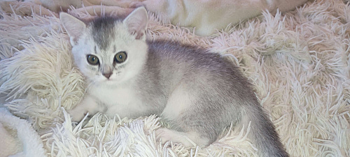 Серебристая шиншилла скоттиш-страйт мальчик 2