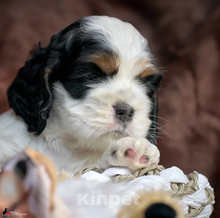 Собаки в Москве: Маленький принц ищет друга  Мальчик, 100 000 руб. - фото 2