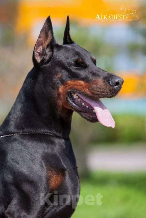 Собаки в Санкт-Петербурге: Щенок добермана Андрэ Мальчик, 90 000 руб. - фото 8