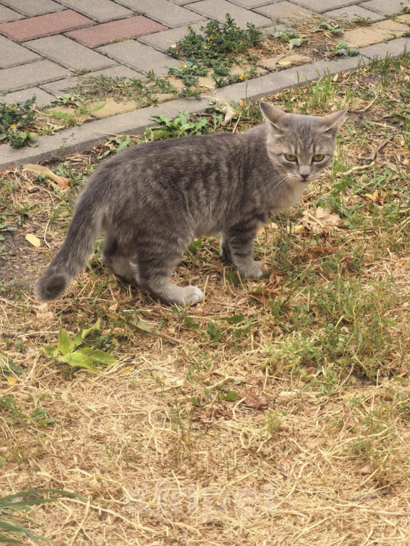 Кошки в Белгороде: Кошечка Муся ищет дом! Девочка, Бесплатно - фото 6