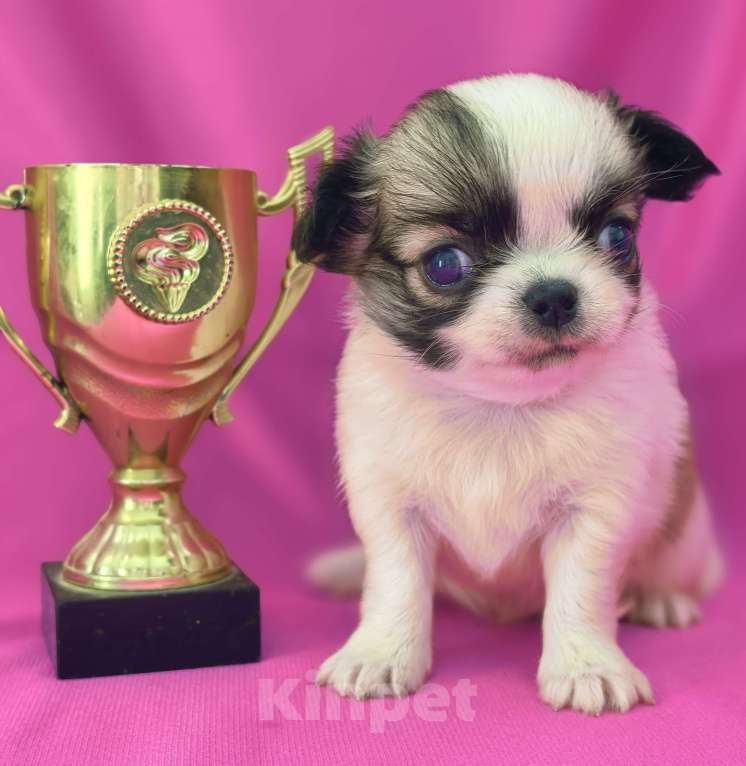 Собаки в Москве: Мальчик чихуахуа длинношёрстный Мальчик, 35 000 руб. - фото 5