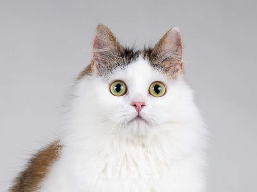 Кошки в Москве: Молодая сибирская трехцветная кошечка Зая в дар Девочка, 1 руб. - фото 3