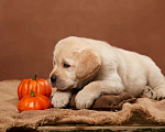 Собаки в Сертолово: Щенки лабрадора из питомника  Мальчик, Бесплатно - фото 2